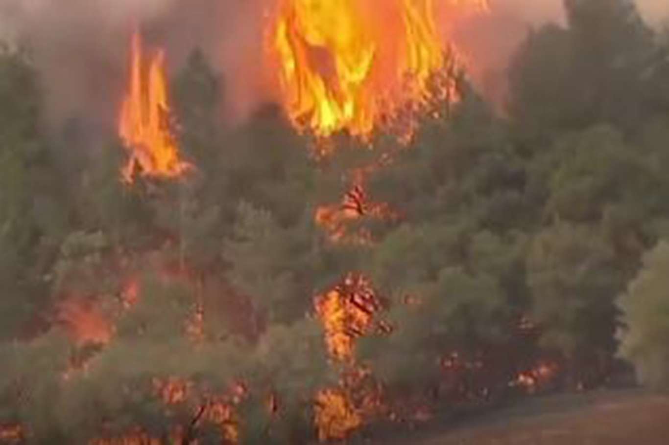 Kaliforniya'da "yangın sezonu"nda milyonlarca hektar orman yok oldu
